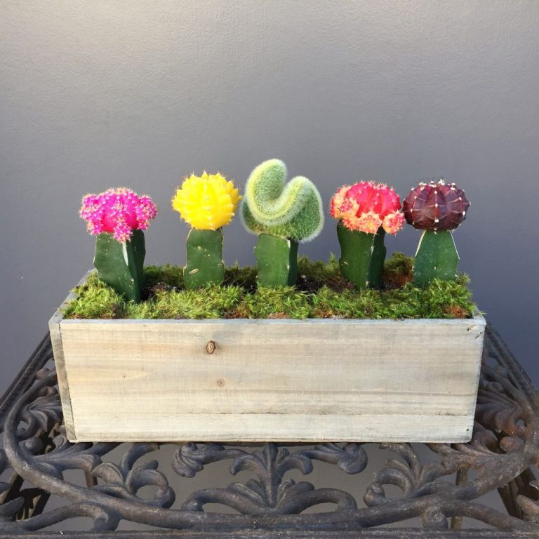 Moon Cactus Box floral arrangement Pasadena CA