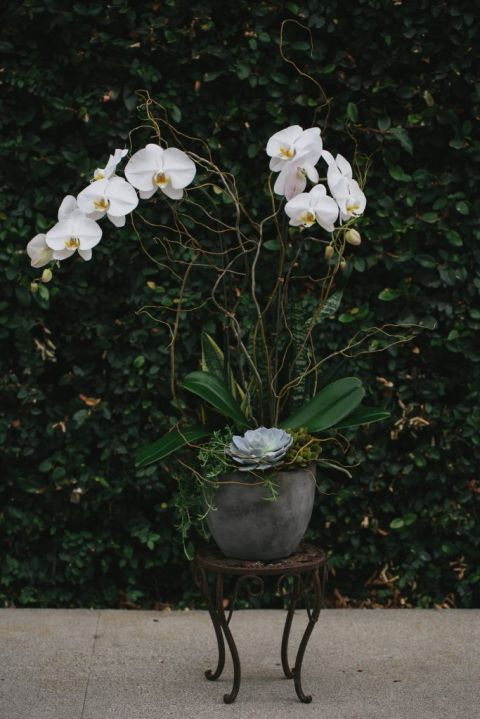Modern Double Phalaenopsis Orchid with Curly Willow in Concrete Vessel florist Pasadena CA